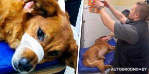 В Гродно таксист сбил собаку и уехал, а добрые люди стали помогать: "Вернись по-хорошему". Есть хорошие новости