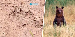 На окраине Гродно заметили медведя: следы нашли со стороны Грандич. А это опасно?