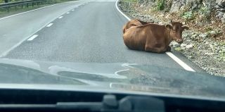 "Коровы в Грузии важнее пешеходов!" Семья из Гродно отправилась в турецкую Каппадокию на Geely Atlas