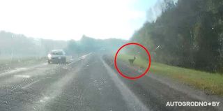 ГАИ Гродно назвала 5 мест, где вы чаще всего можете встретить диких животных