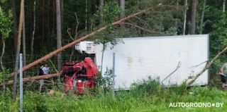 На трассе М6 MAN съехал с дороги, врезался в поваленную сосну и срубил еще одну. Пример взаимовыручки