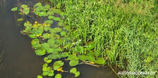 Почти все леса Беларуси в первые выходные августа открыты для посещения