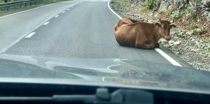 "Коровы в Грузии важнее пешеходов!" Семья из Гродно отправилась в турецкую Каппадокию на Geely Atlas