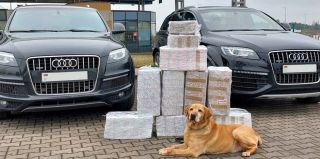 Белорусы могут лишиться двух дорогих AUDI Q7: лабрадор унюхал в них сигареты на границе Польши и Литвы