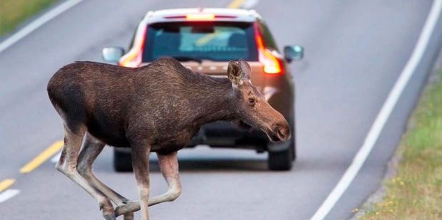 По Скиделю бегал лось. Местный водитель случайно подбил животное