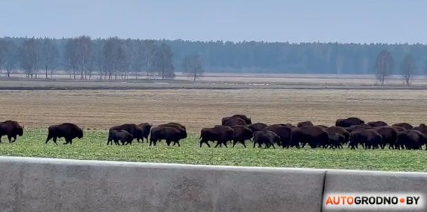 Зубры остановили движение на трассе М6 возле Воложина