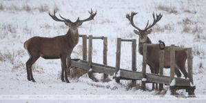 В Гродненской области подкармливают копытных животных: в том числе, чтобы отвлечь их от оживленных трасс