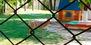 В детский садик в Гродно зашла косуля!