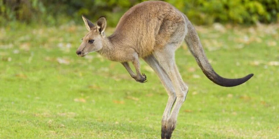 Разработчики автобеспилотников признали кенгуру неразрешимой проблемой