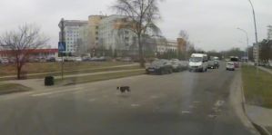 Почему собаки переходят дорогу по правилам? Милота из Бреста