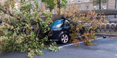 3 года шло разбирательство по упавшему на авто дерево: суд признал коммунальщиков виновными