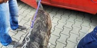 В Польше из багажника Peugeot на белорусских номерах спасли хаски