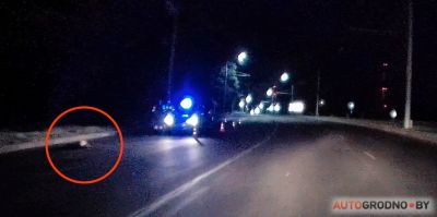 Ночью в Гродно сбили косулю, а на М6 еле разминулись с лосем