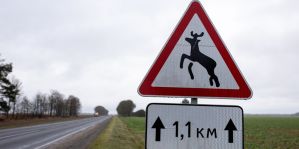 Названы самые опасные области Беларуси из-за ДТП с дикими животными. Прогнозы на 2025 год