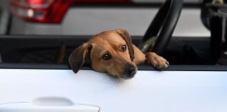 ЕС ужесточит требования ко ввозу домашних животных из Беларуси