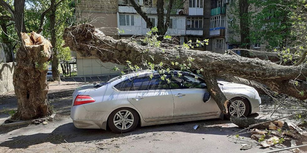 На авто белоруски упало гнилое дерево, но в возмещении ущерба было отказано. Женщина пошла в суд