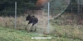 Начальник ГАИ Гродно прокомментировал ситуацию с дикими животными на трассе М6