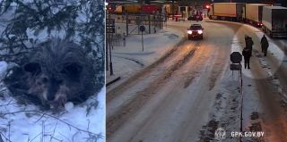 Сморгонские пограничники нашли и спасли заблудившуюся собаку гражданки Литвы