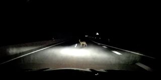 В Гродно ночью сбили косулю. Пока водитель ждал ГАИ, в него врезался другой автомобиль