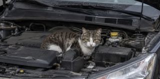 Кот под капотом и другие причины отказа в страховке