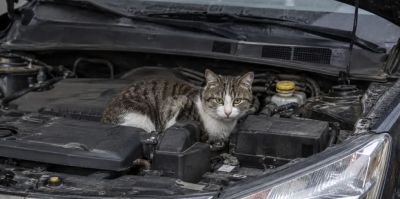 Кот под капотом и другие причины отказа в страховке