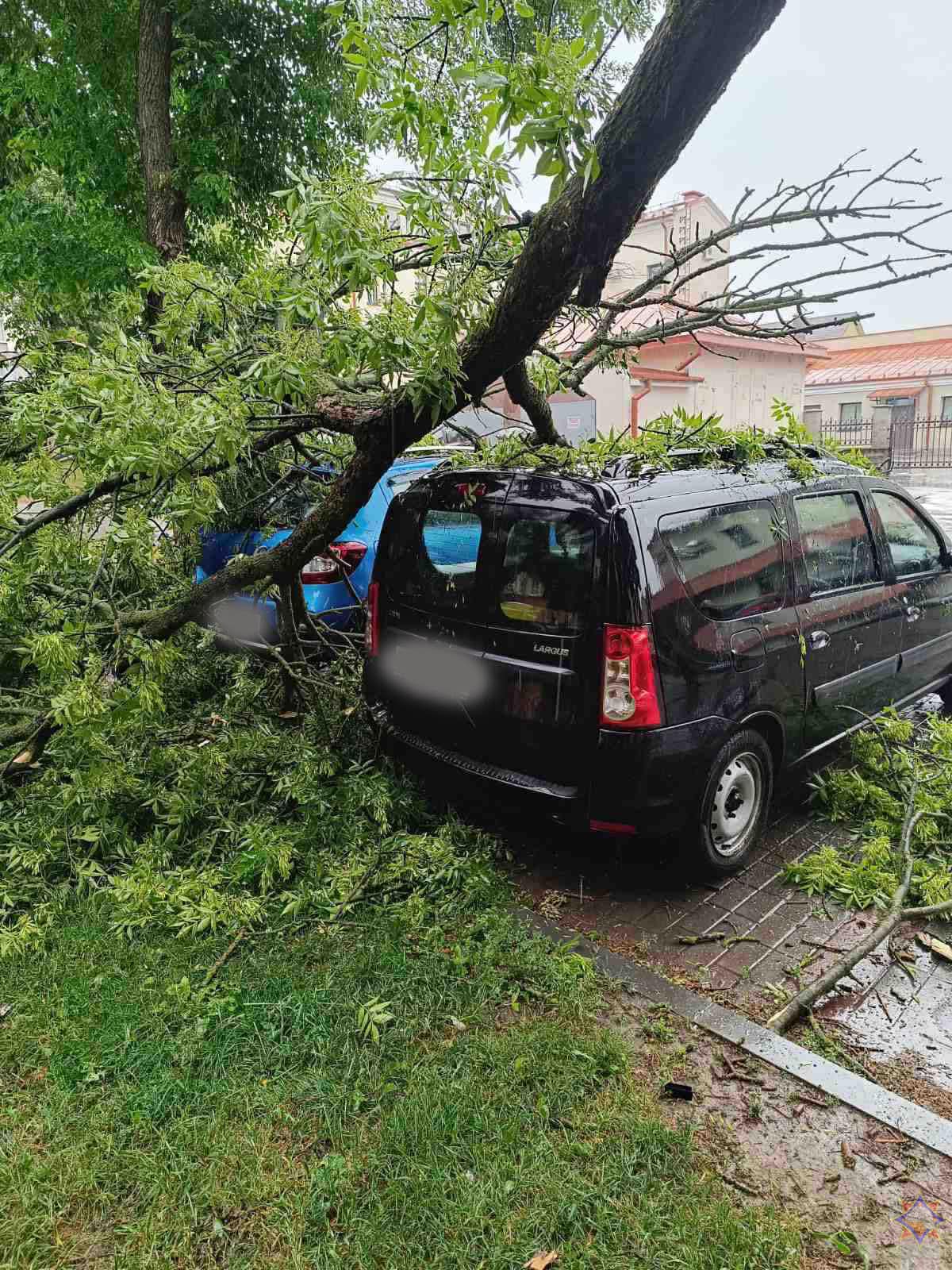 derevo avto ozheshko 05 06 01 min