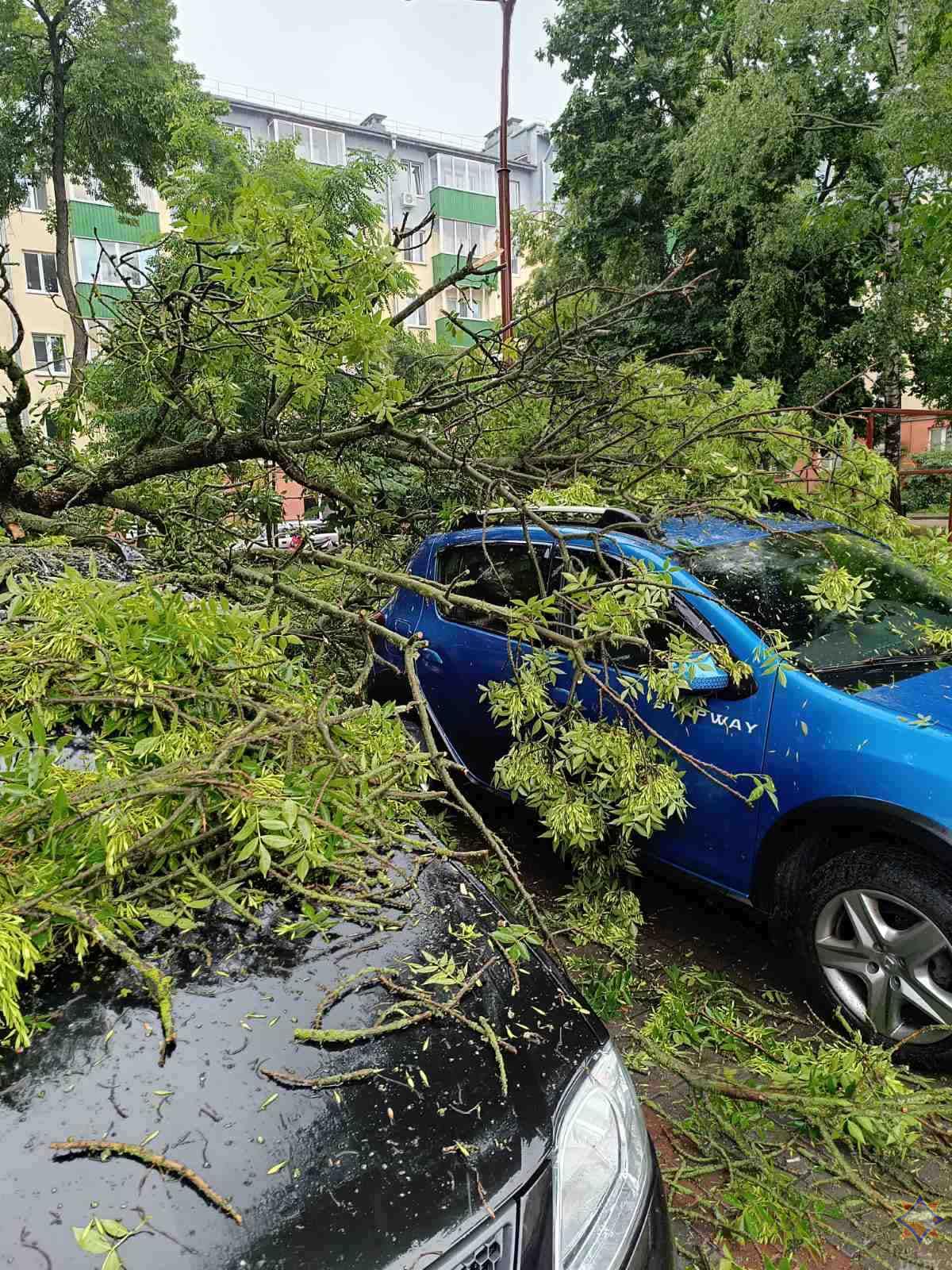 derevo avto ozheshko 05 06 01 min