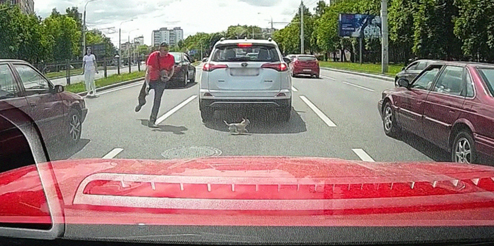 Как в Минске собаку на проспекте ловили. Видео