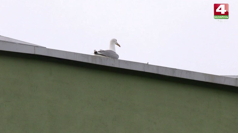chajki gnjozda 03