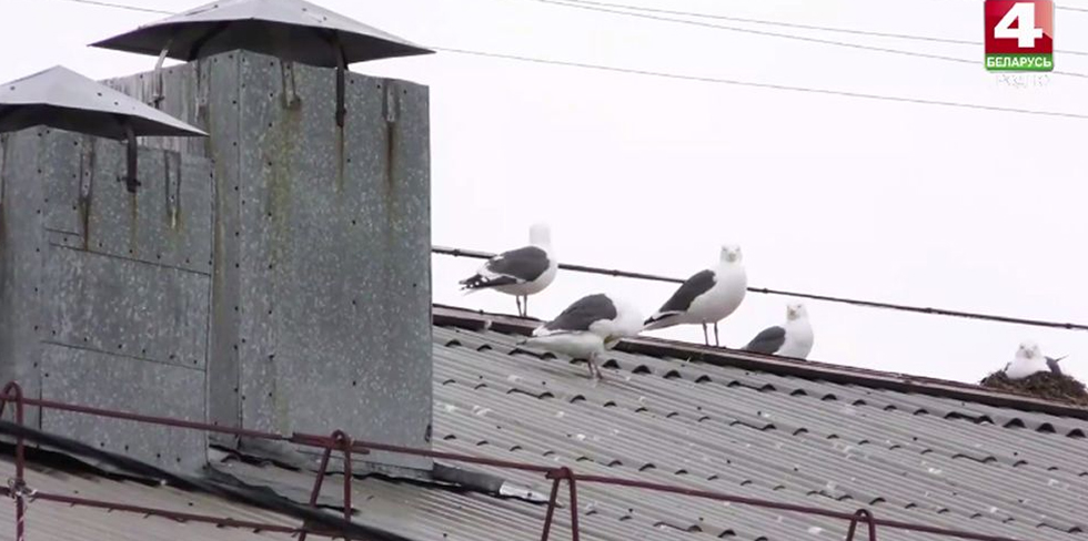 В Гродно будут бороться с гнездованием чаек. Андрей Хмель назвал 3 важных шага