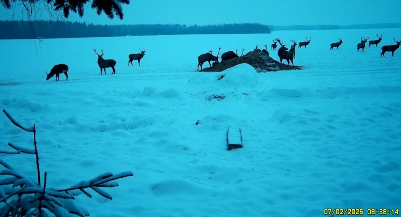 dorogi zhivotnye oor 11 02 06