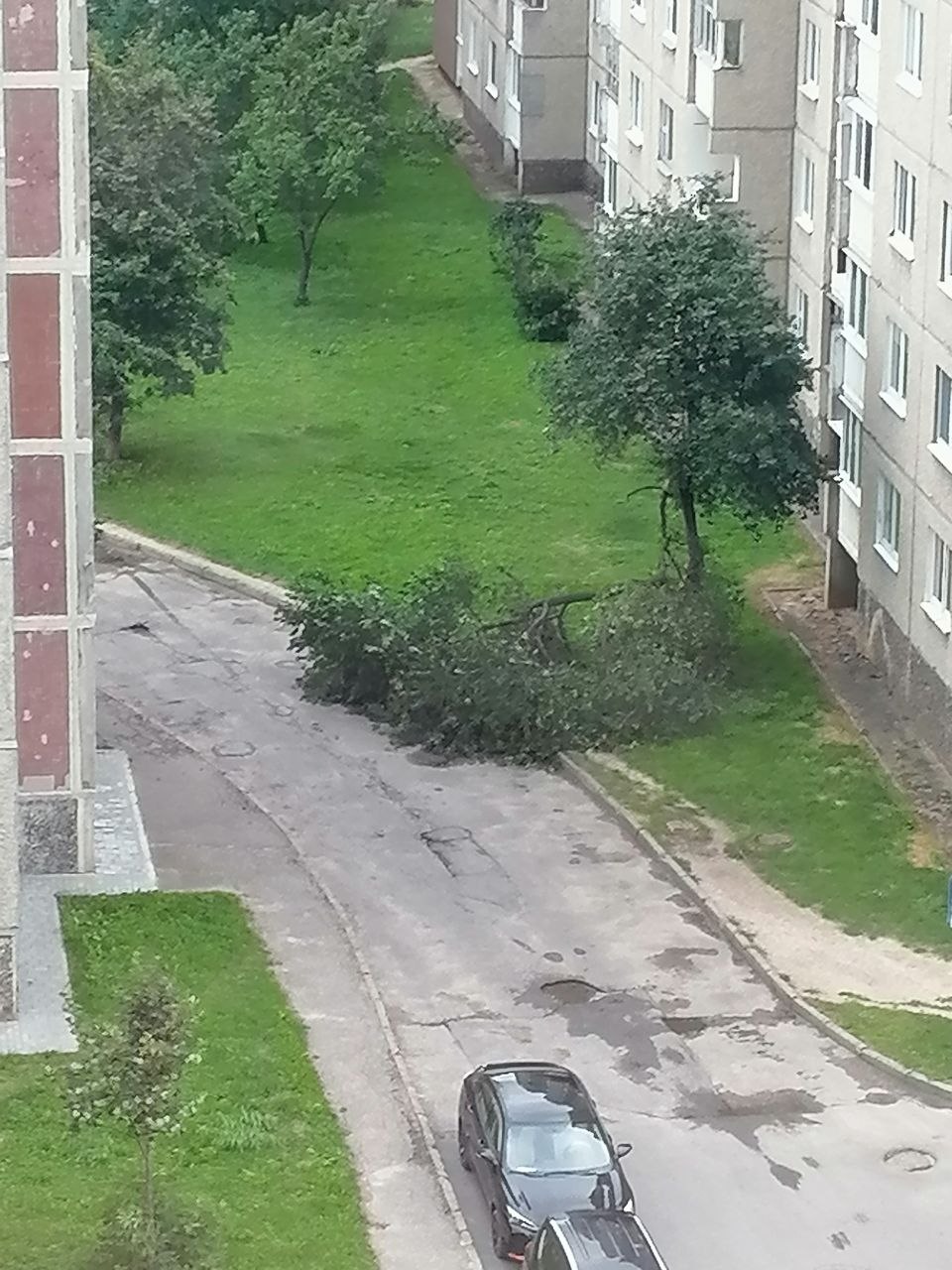 derevo grodno 01
