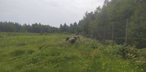 Тарпанов перевезли в безопасное место: почему диких лошадей убрали с трассы М6