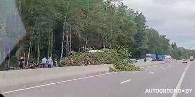 Трасса М6 перекрыта – на дорогу упало дерево. Собирается пробка