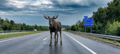 Превью фото к статье Трассу М6 признали одной из самых опасных в Беларуси из-за ДТП с дикими животными. Хуже только на двух трассах...