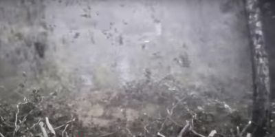 Недавний ураган попал в объектив камер на литовской границе. Видео впечатляет: здоровые деревья валятся, как спички