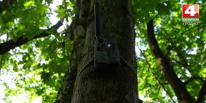 Больше половины нарушений в лесах под Гродно фиксируется фотоловушками. О каких нарушениях идет речь?