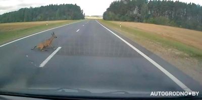 Возле Гродно собаки гнались за косулей: животное выскочило под автомобиль