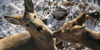 Число ДТП с дикими животными продолжает расти в Беларуси: только в январе рост составил 37%