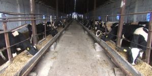 В Беларуси 3 коровы ушли с фермы и оказались на дороге – их сбил автомобиль. Ущерб составил больше 10 тысячи рублей. Кому выставили счет?