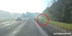 ГАИ Гродно назвала 5 мест, где вы чаще всего можете встретить диких животных