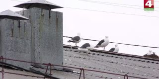 В Гродно будут бороться с гнездованием чаек. Андрей Хмель назвал 3 важных шага