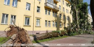 Самостоятельно или с разрешением? В Минприроды рассказали, как правильно убирать упавшие деревья