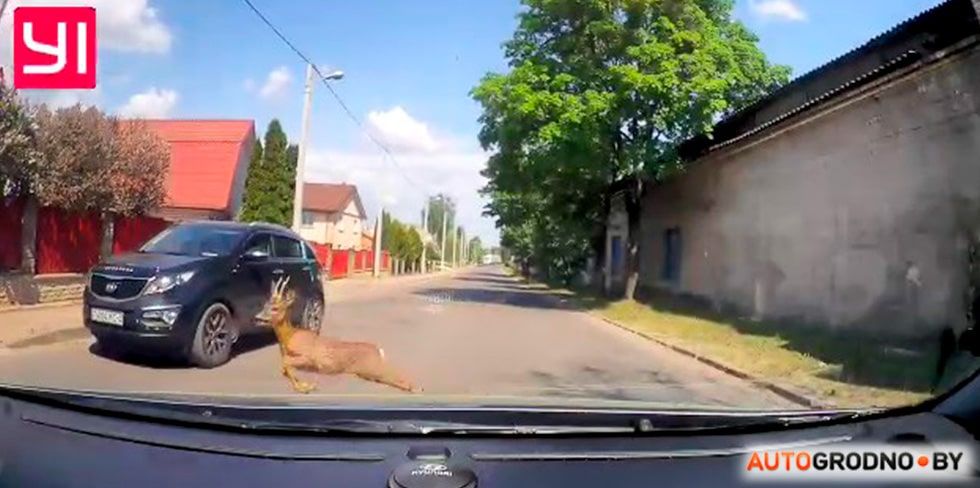 Осторожно! По улицам Гродно бегает косуля. Есть видео