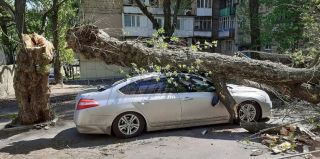 На авто белоруски упало гнилое дерево, но в возмещении ущерба было отказано. Женщина пошла в суд