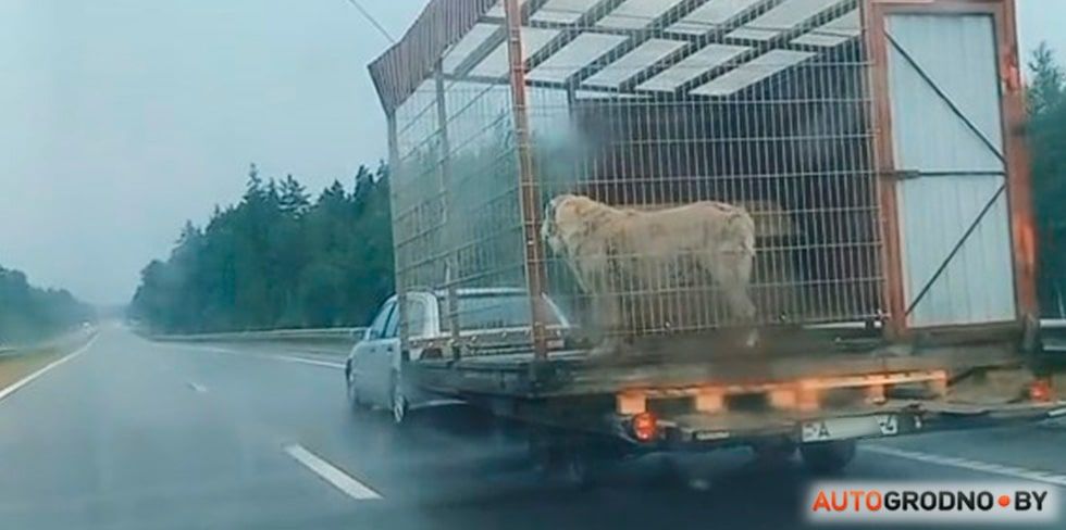 В таких шикарных условиях собаку еще не перевозили – случай на трассе М6