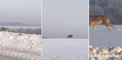 В Гродно объявлена охота на волка-одиночку, замеченного вблизи Ольшанки