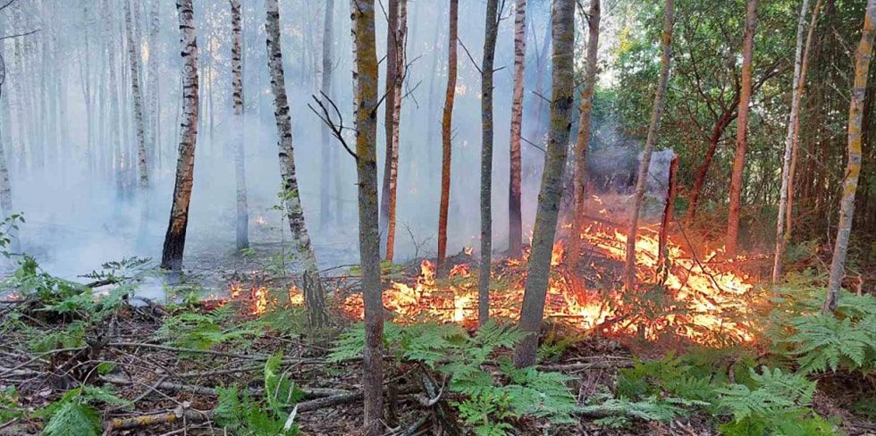 В белорусских лесах станет больше камер видеонаблюдения. Зачем их внедряют?