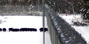 Семейство из 12 диких кабанов попало на камеры на границе. Хотели перейти в Беларусь, но помешал забор. Видео