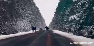 Девушка встретила лосей на дороге в Гродненской области и стала сигналить: "Так делать не стоит и вот почему"